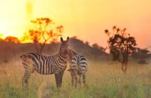 5-Day Sipi Falls and Kidepo Wildlife Tour