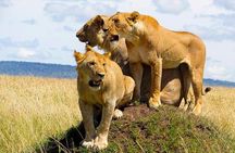 5-Day Sipi Falls and Kidepo Wildlife Tour