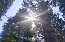  Day Tour to Kings Canyon National Park