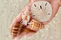 Private Shelling and Dolphin Excursion 