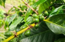 Coffee and Chocolate Walking and Sightseeing Tour at Monteverde Santa Elena
