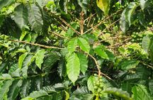 Coffee and Chocolate Walking and Sightseeing Tour at Monteverde Santa Elena