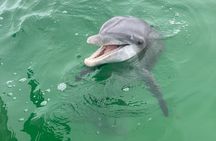 2 Hour Private Dolphin and Sightseeing Tour Shell Island