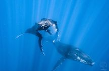 Swim with whales, on the preserved and quiet coast of Paea and Papara (27km from PPT)