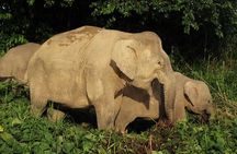 Deramakot Forest Safari Tour 3D2N