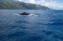 Swim with whales, on the preserved and quiet coast of Paea and Papara (27km from PPT)