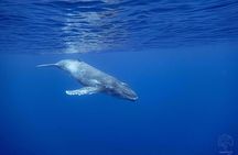 Swim with whales, on the preserved and quiet coast of Paea and Papara (27km from PPT)