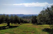 Oil Mill Private Tour with Guided Oil Tasting