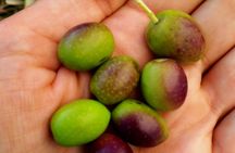 Oil Mill Private Tour with Guided Oil Tasting