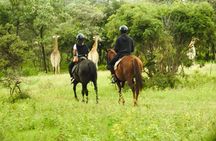 2-Hour Horseback Safari in Hartbeespoort