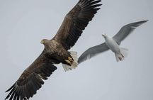 Arctic Fjordcruise & Safari in Tromso with Luxury Catamaran 