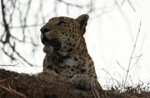 Leopard Wildlife Safari at Amagarh Park Including Transfers
