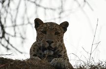 Leopard Wildlife Safari at Amagarh Park Including Transfers