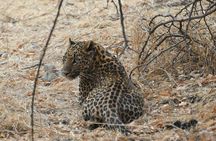 4 Days: Jaipur, Ranthambore Tigers & Taj Mahal Tour From Jaipur With Delhi Drop 