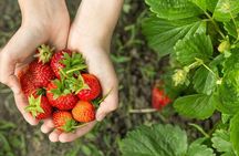 Tour in Pisac and Ollantaytambo with visit to a farm and Andean gourmet food.