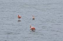 Green Escape, Hato Cave, Flamingo's and Turtle Beach Tour