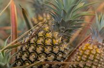 Maui Pineapple Farm Tour in Haliimaile