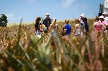 Maui Pineapple Farm Tour in Haliimaile