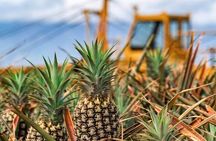 Maui Pineapple Farm Tour in Haliimaile