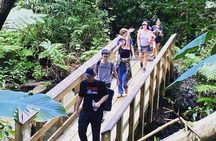 El Yunque Rainforest Hiking Tour from San Juan
