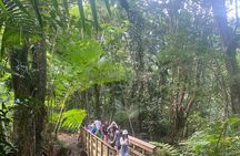 El Yunque Rainforest Hiking Tour from San Juan