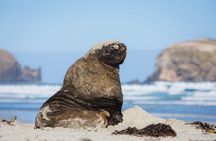 Peninsula Encounters + Wildlife Cruise