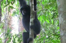All-in 3N/4D Bukit Lawang Tour For School