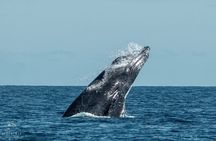 Whale Watching Tour in Cabo San Lucas