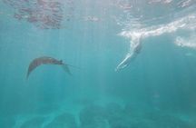 Bali Private Snorkeling (Manta, Gamat, Wall) and Nusa Penida Tour
