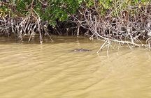 Full Day Tour Río Lagartos with Pickup from Mérida 7 AM