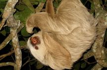 Arenal rain forest night tour 