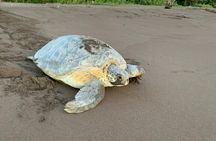 Turtle Watching in Their Natural Habitat in Tortuguero