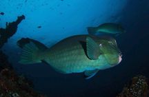 Day Trip for certified divers - 2 or 3 Dives in Tulamben (pick up in South Bali)