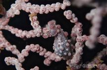 Day Trip for certified divers - 2 or 3 Dives in Tulamben (pick up in South Bali)
