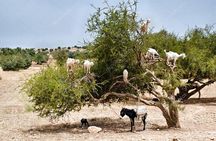 Half day tour : Agadir Goats in argan trees & Souk El Had Market 