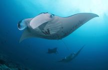 3 Epic Dives in Nusa Penida - Certified Divers' Day Trip