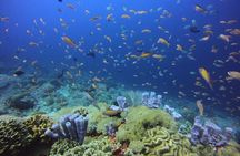 3 Epic Dives in Nusa Penida - Certified Divers' Day Trip