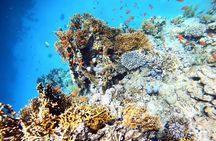 2-Hour Private Scuba Experience in Aqaba 