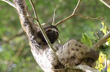 Iquitos Jungle Tour for 3 Days