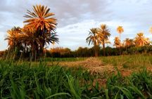 Ali Baba Oasis And The Old Medina Of Taroudant Private Day Tour 