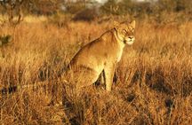 Full Day Kruger Park Wildlife Safari from Hoedspruit