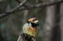 Full Day Kruger Park Wildlife Safari from Hoedspruit