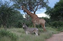 Full Day Kruger Park Wildlife Safari from Hoedspruit