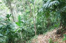 Passion Fruit and El Saltillo Waterfall Tour