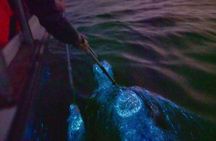 Amazing Fireflies With Blue Tears Watching & Kuala Selangor Tour