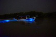 Amazing Fireflies With Blue Tears Watching & Kuala Selangor Tour