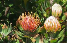 Kirstenbosch Botanical Gardens and Constantia Wine Tasting Tour.