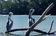 Guided Dolphin Eco Tour by Kayak & SUP - Fort Myers Beach, FL