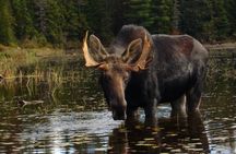 Algonquin Park 4-Day Luxury Moose/Beaver/Turtle Camping & Canoeing Adventure 