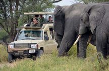 An Exclusive Tarangire Safari 